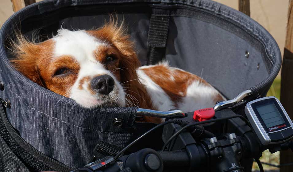 Louer un vélo avec panier pour chien à Annecy